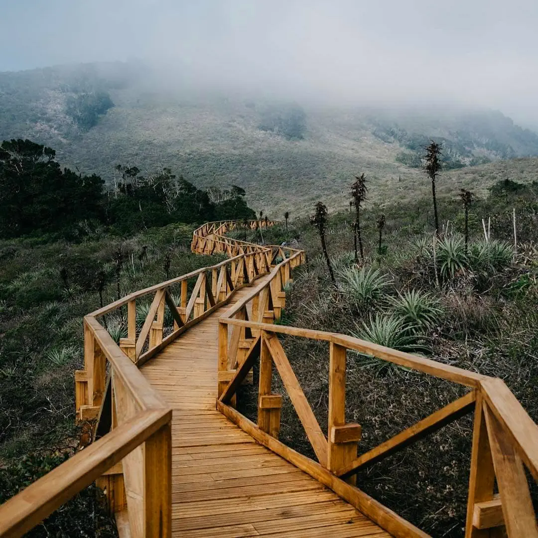 Pasarela de madera que atraviesa el bosque húmedo con niebla del Parque Nacional Bosque Fray Jorge