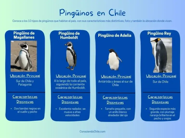 Descubre las Especies de Pingüinos Chilenos en la Patagonia