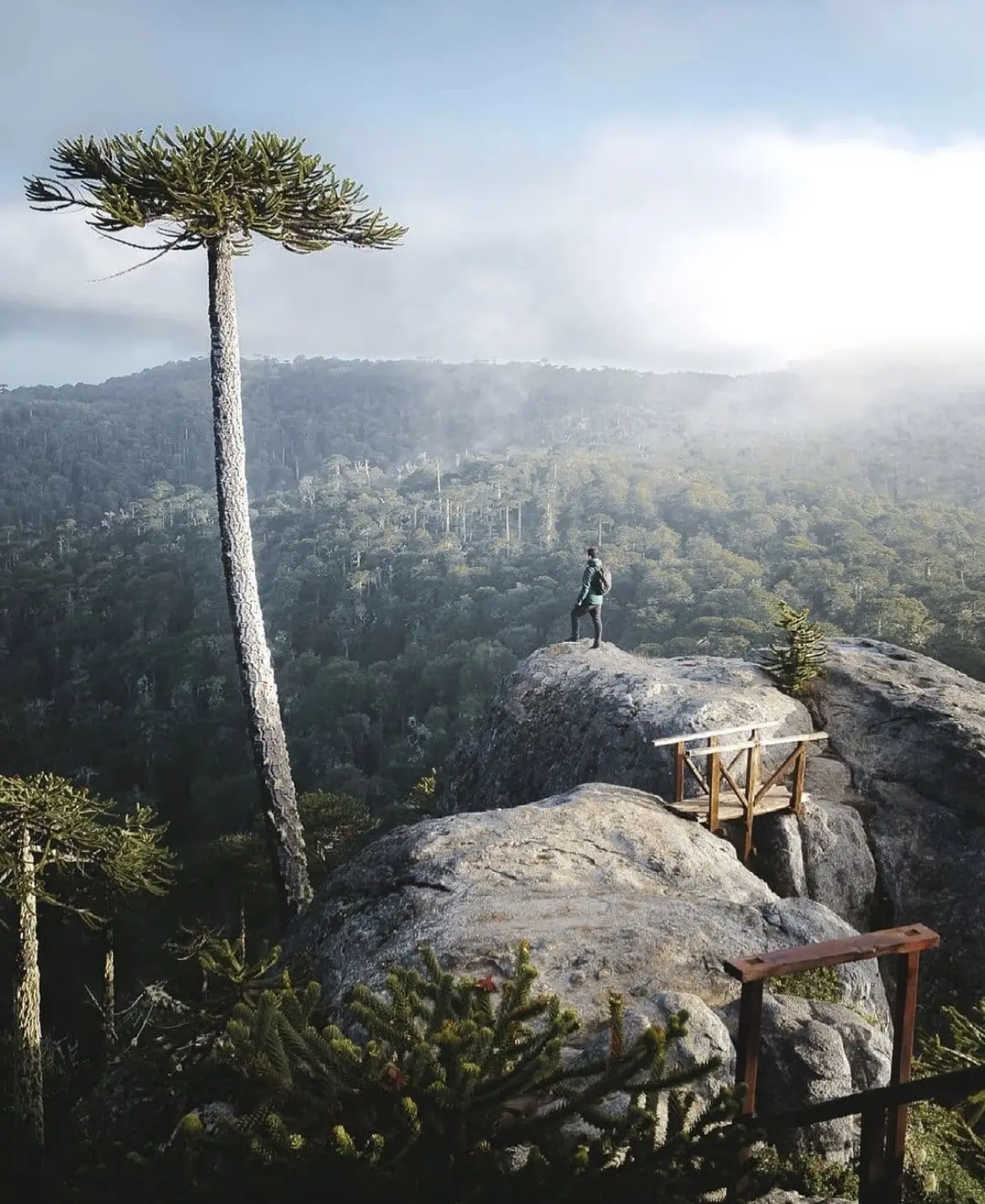 Araucaria junto a un mirador de roca con vista sobre el bosque