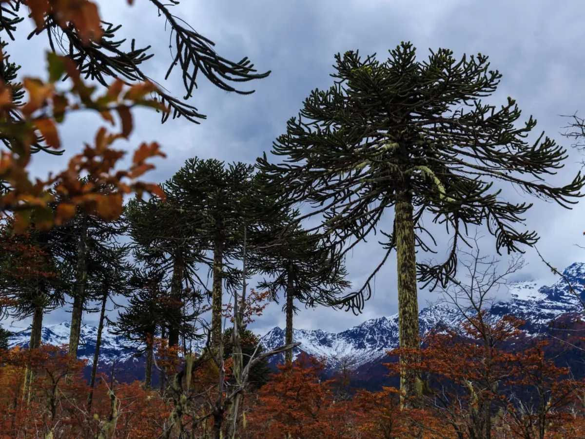 Araucarias con la cordillera nevada al fondo, un paisaje típico de La Araucanía