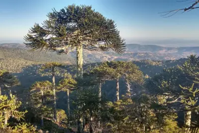 Parque Nacional Nahuelbuta: senderos, araucarias y cómo llegar