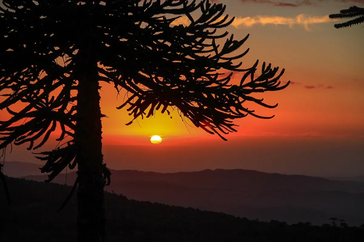 Atardecer con la silueta de una araucaria en la cordillera de Nahuelbuta
