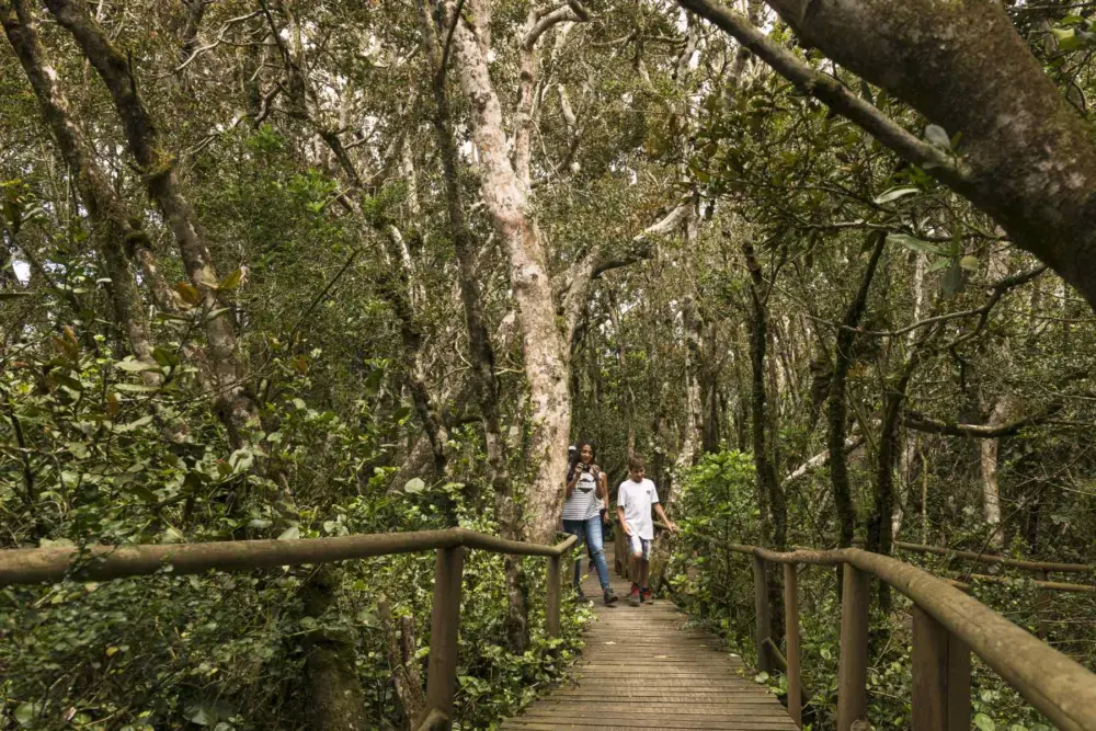 Sendero de madera entre el bosque del Parque Nacional Fray Jorge