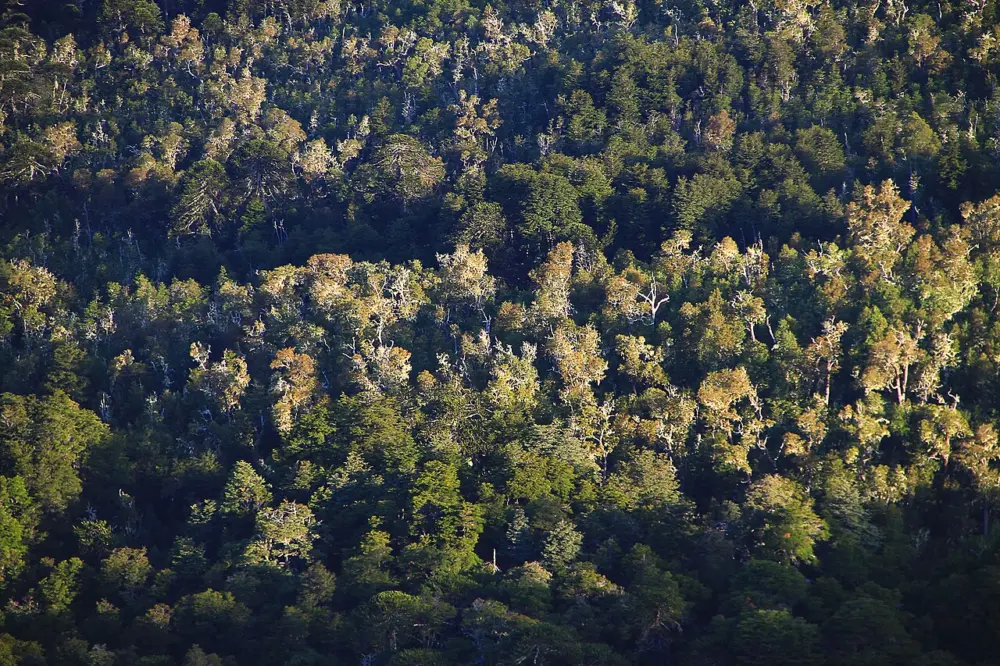 Bosque nativo del Parque Nacional Nahuelbuta con troncos cubiertos de musgo