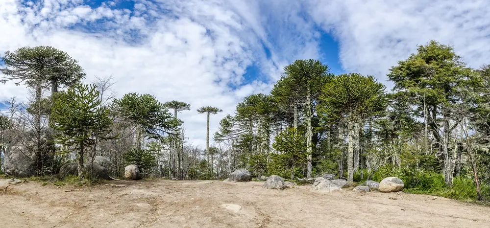Camino de tierra entre araucarias milenarias en el Parque Nacional Nahuelbuta