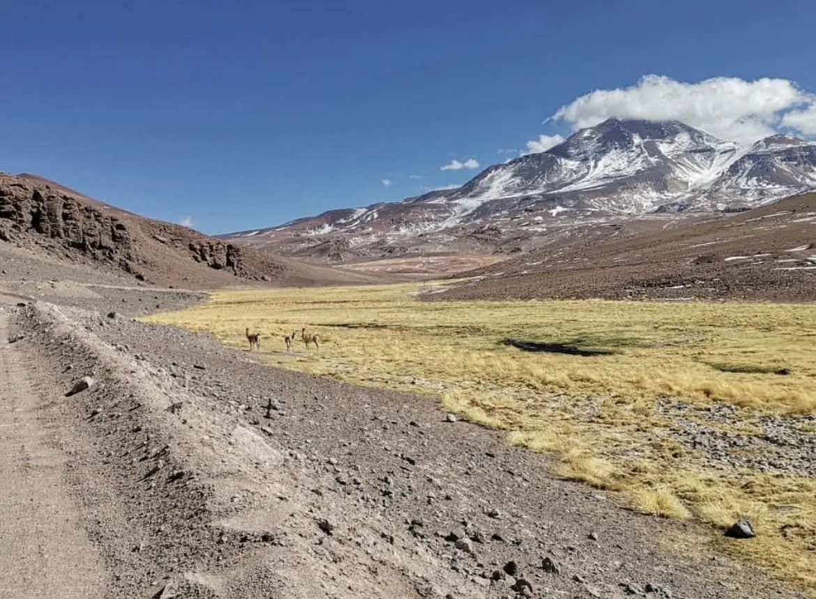 Camino de ripio junto a una vega y volcán nevado en la cordillera de Atacama