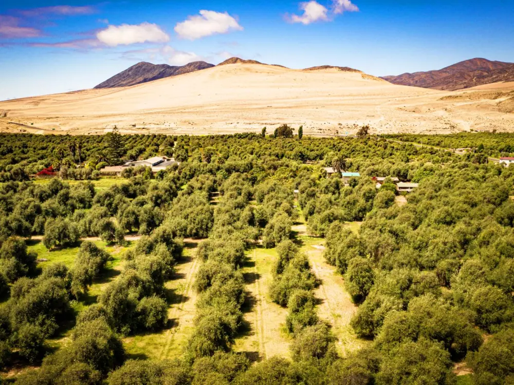 Olivares del Valle del Huasco con cerros áridos al fondo