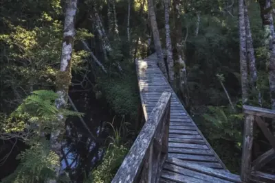 Parque Nacional Pumalín: guía de senderos, camping y cómo llegar