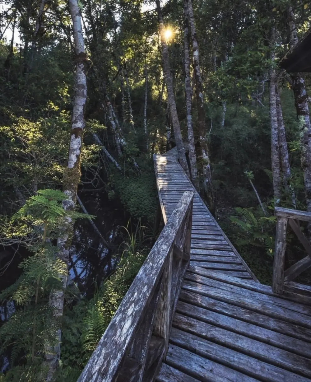 Pasarela de madera que atraviesa el bosque húmedo del Parque Nacional Pumalín Douglas Tompkins