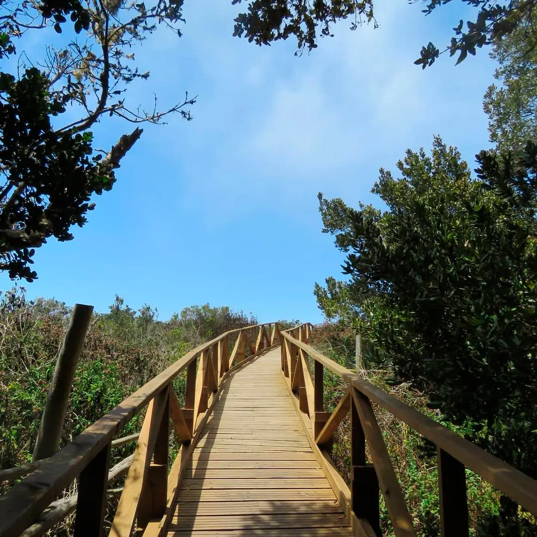 Pasarela de madera con baranda en medio del bosque del Parque Nacional Fray Jorge