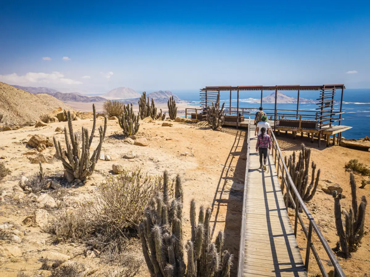 Pasarela de madera entre cactus junto al mar en el Parque Nacional Pan de Azúcar
