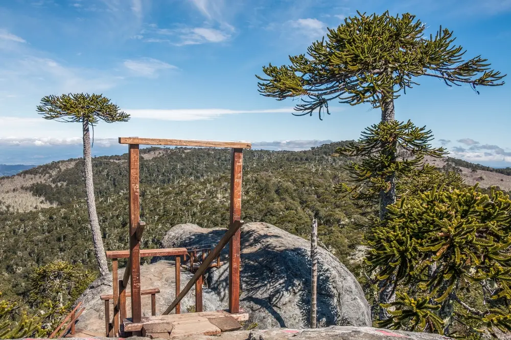 Mirador de madera de la Piedra del Águila entre araucarias en el Parque Nacional Nahuelbuta