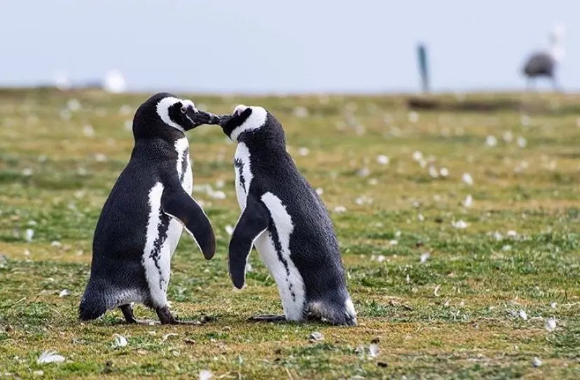 Dos pingüinos de Magallanes juntos sobre el pasto en el extremo sur de Chile