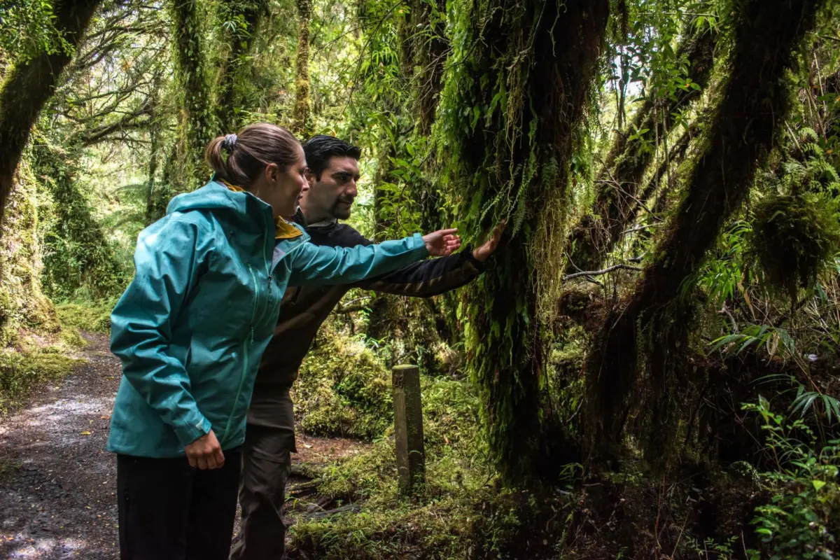 Dos excursionistas tocan el musgo de un árbol en un sendero de bosque templado del sur de Chile