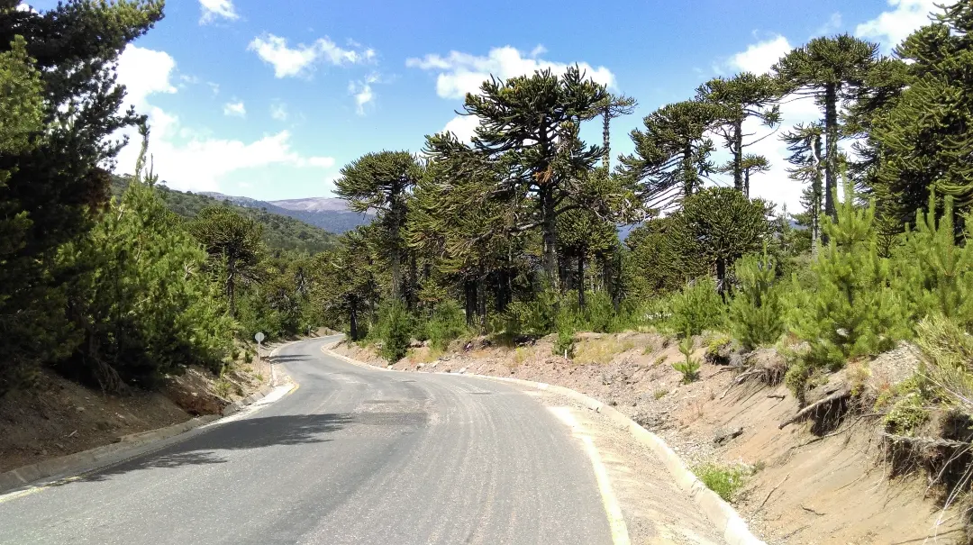 Camino de asfalto entre araucarias en la zona de Malalcahuello