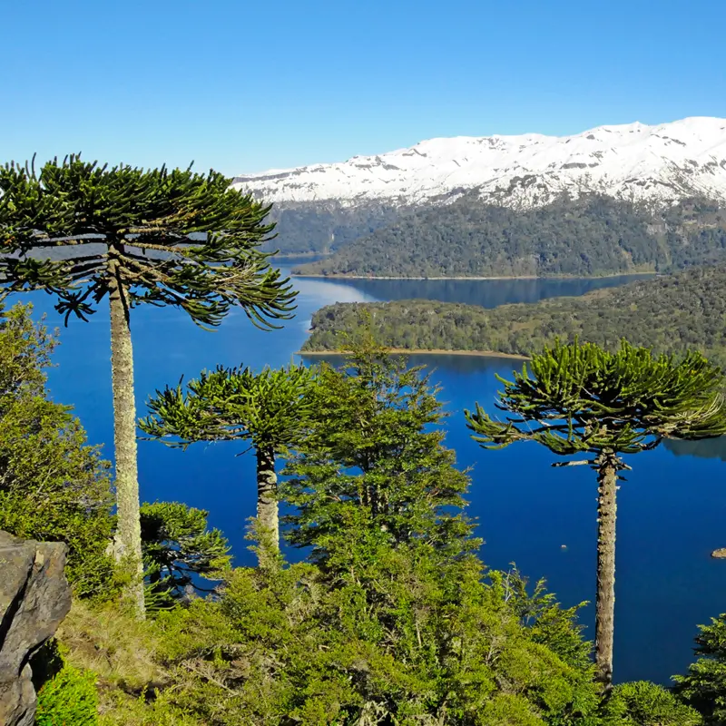 Lago rodeado de araucarias y volcán nevado en el Parque Nacional Conguillío