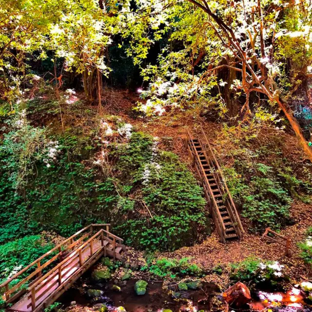 Escalera y pasarela de madera entre vegetación en la isla Mocha