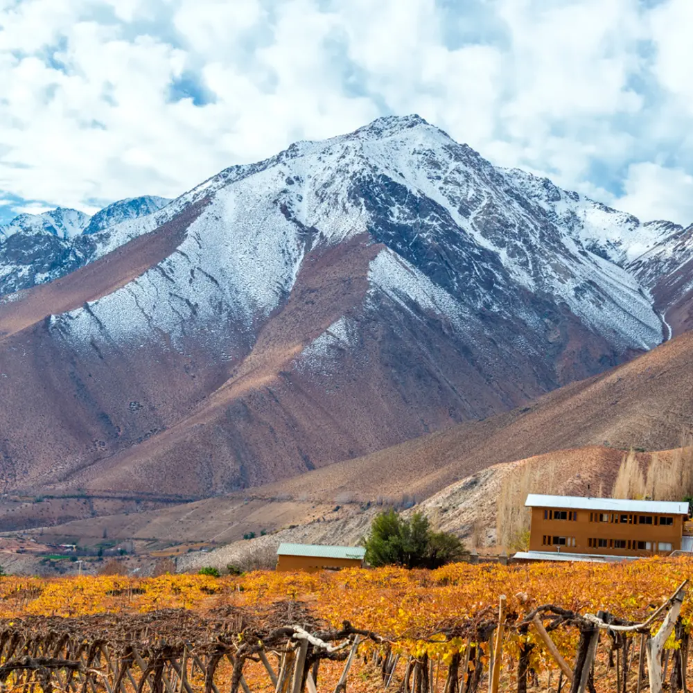 Cerros nevados sobre un viñedo en el Valle del Elqui