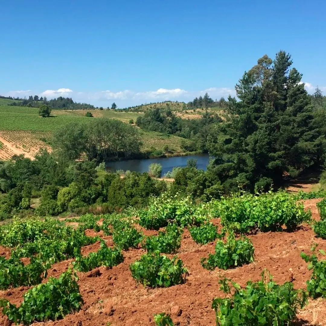Viña joven con cepas en el valle del Itata