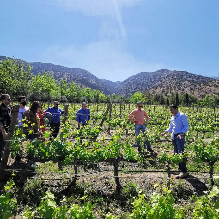 Grupo recorriendo los viñedos del Valle del Maipo en una visita guiada