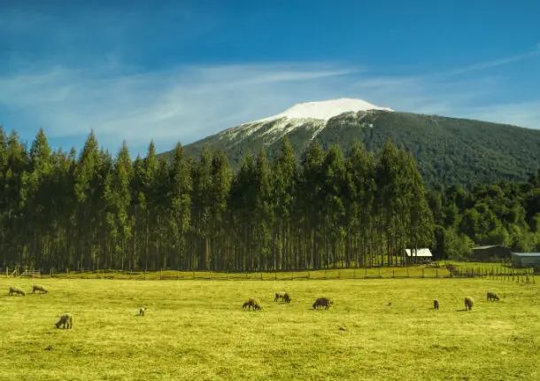 Volcán Hornopirén sobre una pradera verde, paisaje de la zona de partida hacia Pumalín