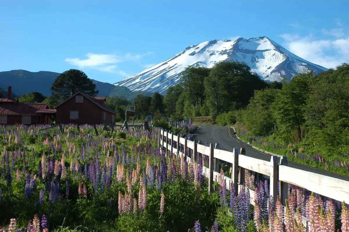 Volcán Lonquimay nevado detrás de una cerca y un campo de lupinos